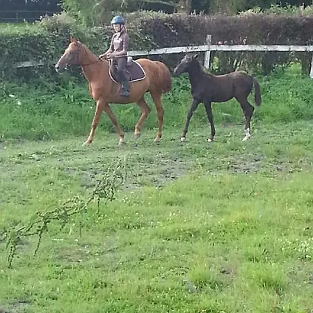 Semesterbostad Haras De Blingel
